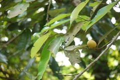 Myristica dactyloides